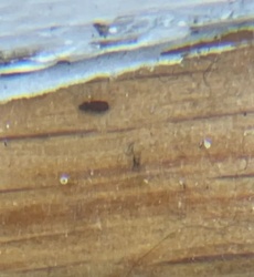 Too blurry to identify