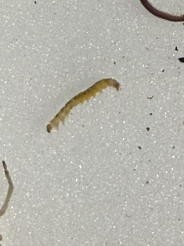 Fungus Gnat Larva