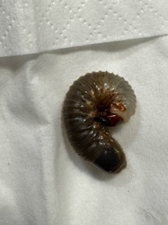 Grub (Beetle Larva)