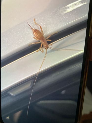 Camel Cricket or Cave Cricket