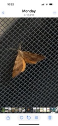 Moth (likely a type of Noctuid Moth)