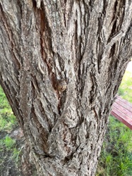 Moth (likely in the Erebidae family)