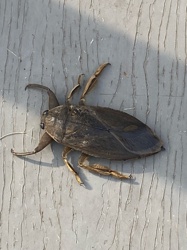 Giant Water Bug
