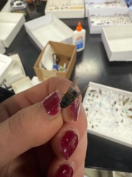 Blow Fly (or possibly a similar large fly species)