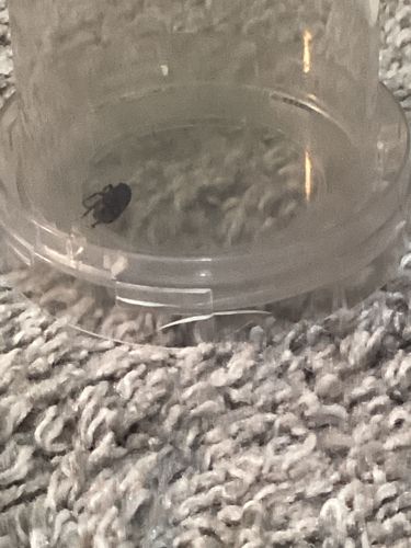 Broad-nosed Weevil (likely a type of Black Vine Weevil or similar)