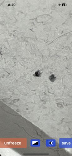 Sooty Mold / Mildew (not an insect)