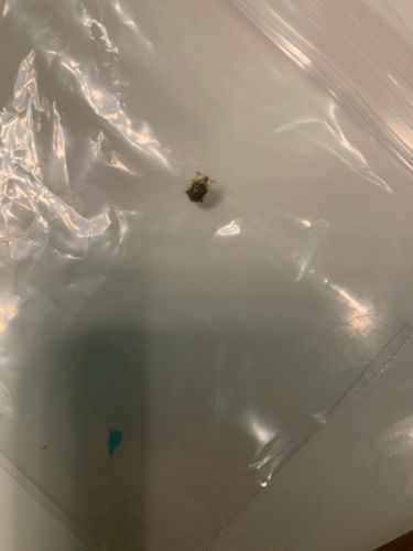 Carpet Beetle (likely Varied Carpet Beetle or Black Carpet Beetle)