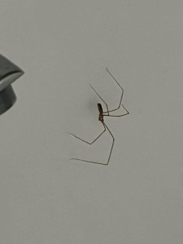 Cellar Spider (or Daddy Long-legs Spider)