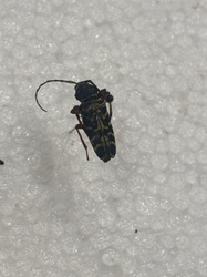 Longhorn beetle (likely a Flower Longhorn Beetle or similar species)