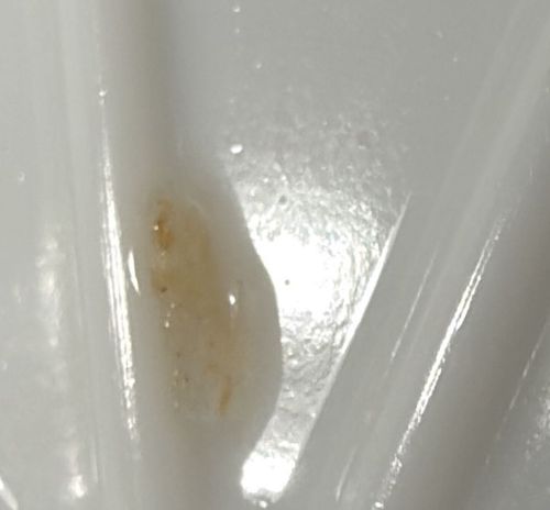 Cockroach egg case (Ootheca)