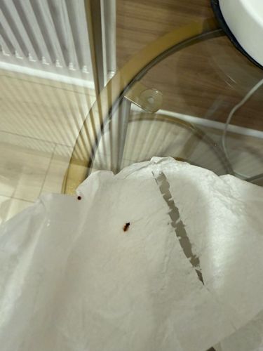 Carpet Beetle