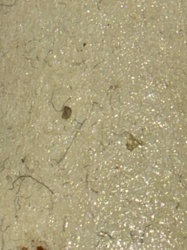 Carpet Beetle larvae