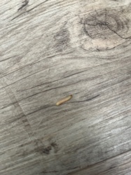 Indianmeal Moth Larva (or similar stored product moth larva)