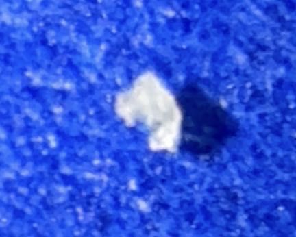 Bird Dropping Spider (Common misnomer for Bolas Spiders or Bird Dung Crab Spiders)