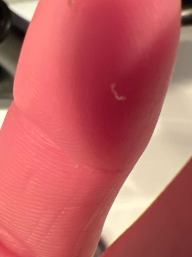 It is not possible to definitively identify the exact species of this tiny white worm or larva from the provided image. It could be a variety of organisms, possibly a nematode, a small larval insect, or even lint or debris. Further microscopic examination would be needed for a precise identification.