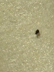 Carpet Beetle Larva (likely Black Carpet Beetle or Varied Carpet Beetle)