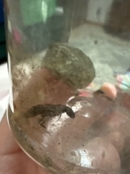 Dragonfly Nymph (Larva)