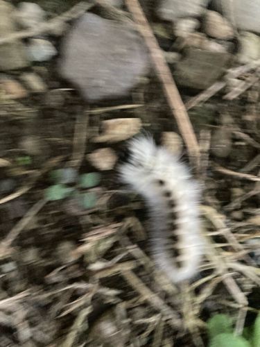 Fall Webworm