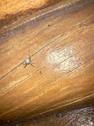 Orb-weaver spider (possibly a garden orb-weaver or similar species)