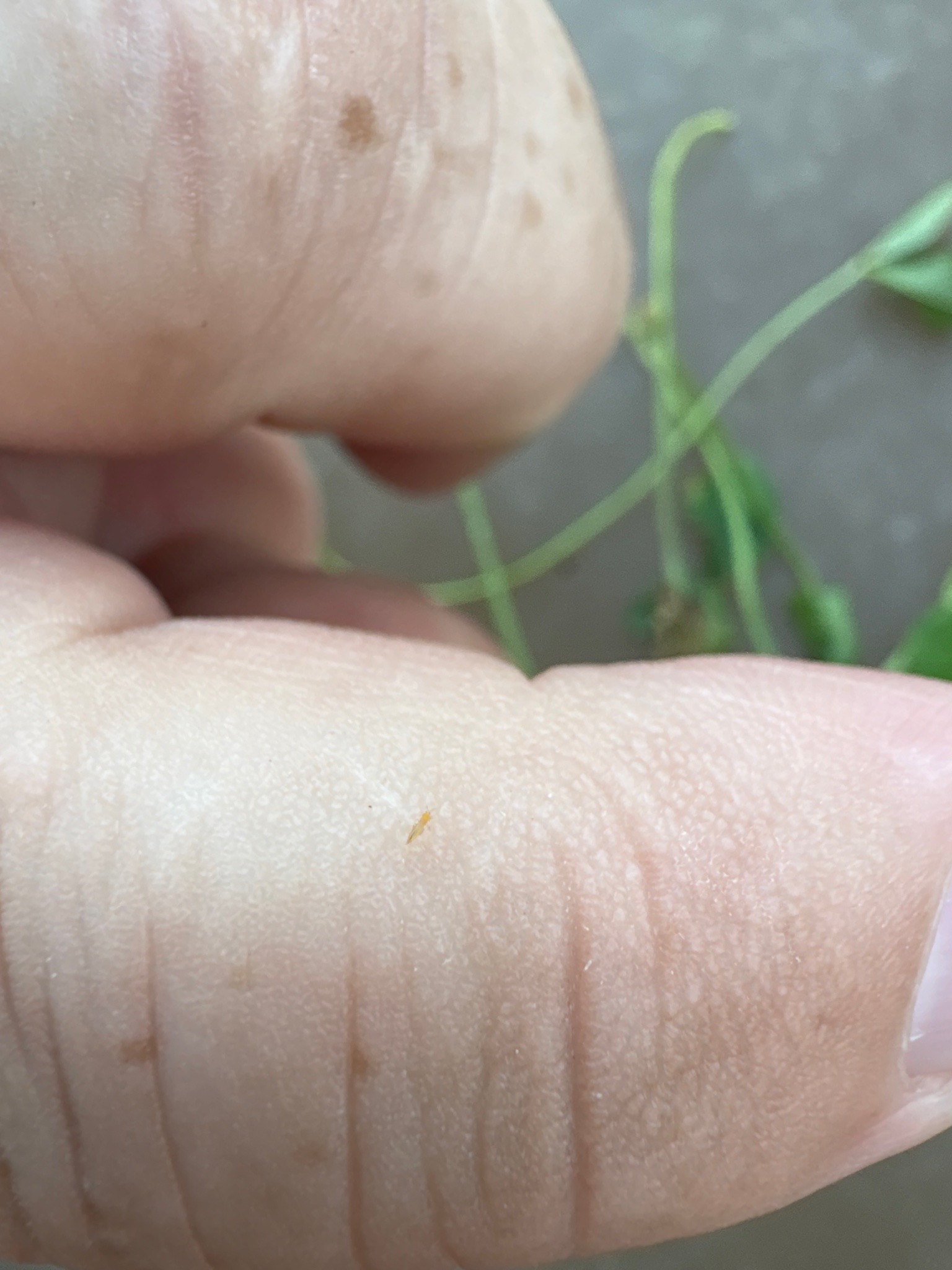 Thrips (specifically a species common in gardens/greenhouses)