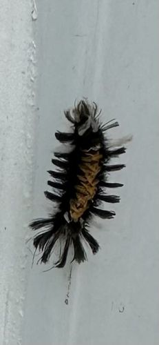 Woolly Bear Caterpillar (specifically, likely a Tiger Moth caterpillar species, such as Isabella Tiger Moth)