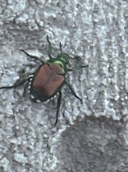 Japanese Beetle