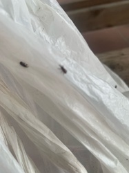 Red Flour Beetle or Confused Flour Beetle