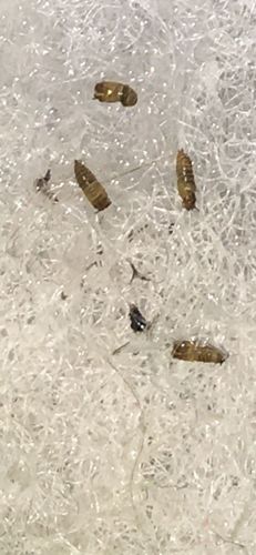 Carpet beetle (larvae)