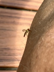 Non-biting Midge