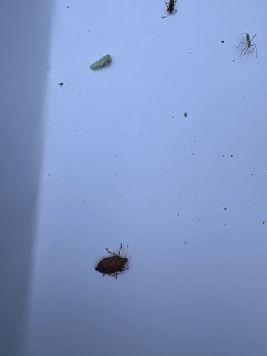 Brown Marmorated Stink Bug