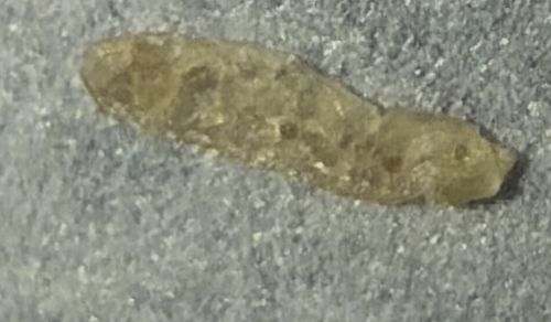 Tapeworm Segment (Proglottid)