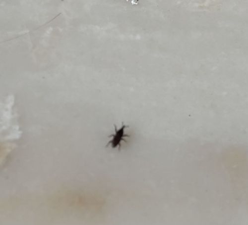 Broad-nosed weevil or Snout beetle