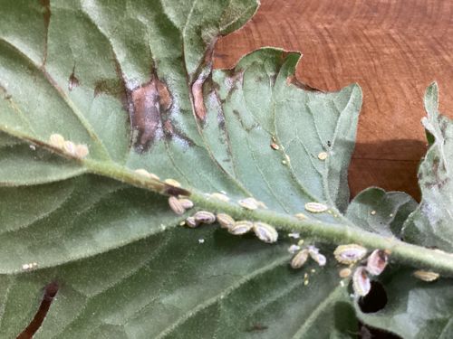 Whitefly nymphs/pupae (possibly Sweetpotato Whitefly)