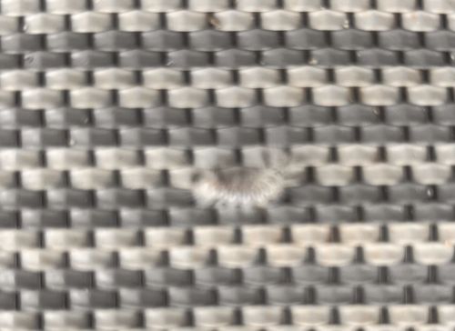 Carpet Beetle (likely Varied Carpet Beetle or Black Carpet Beetle)