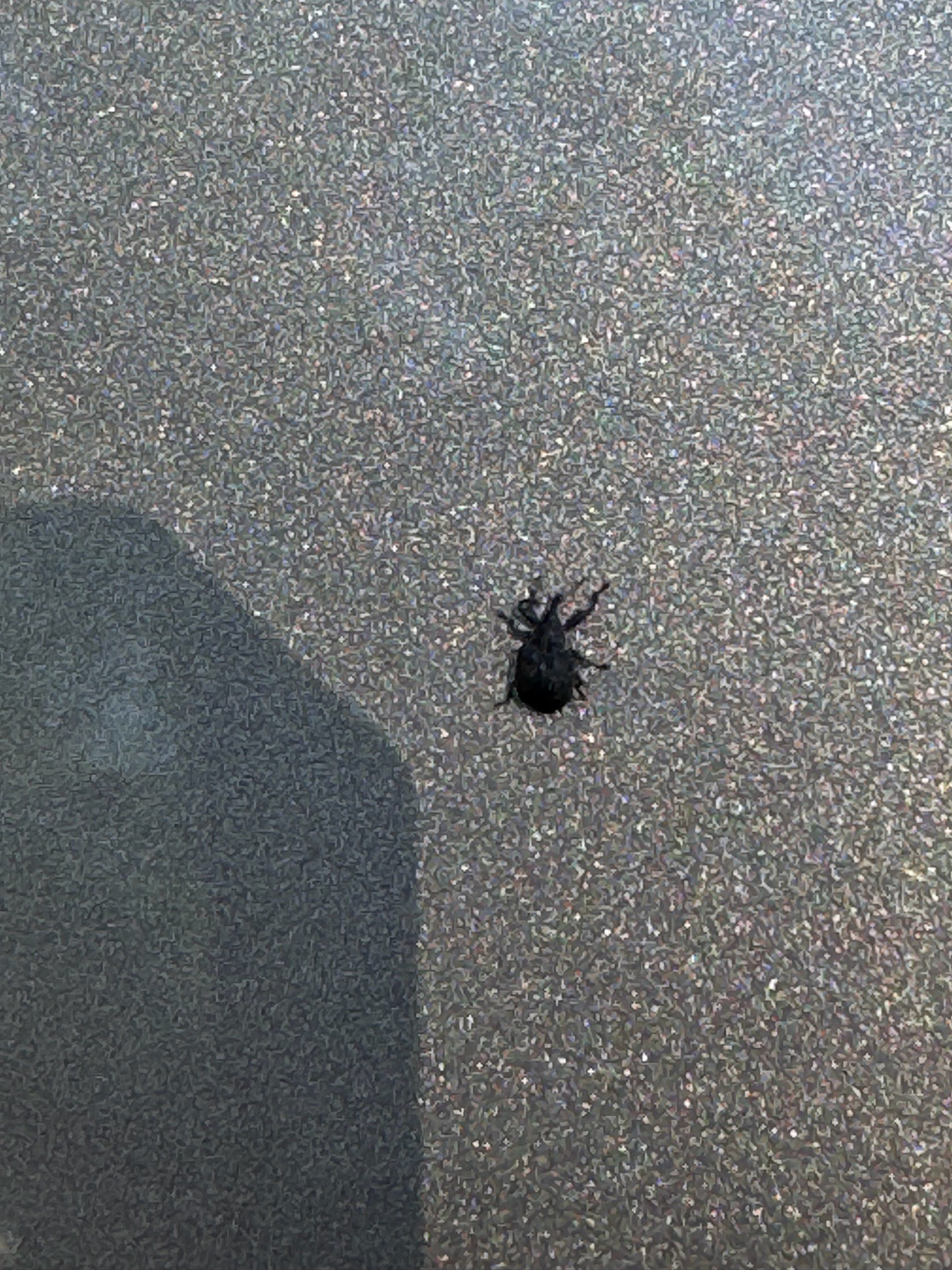Black Vine Weevil