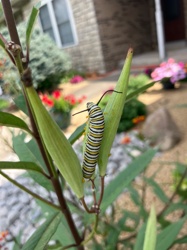 Monarch Caterpillar