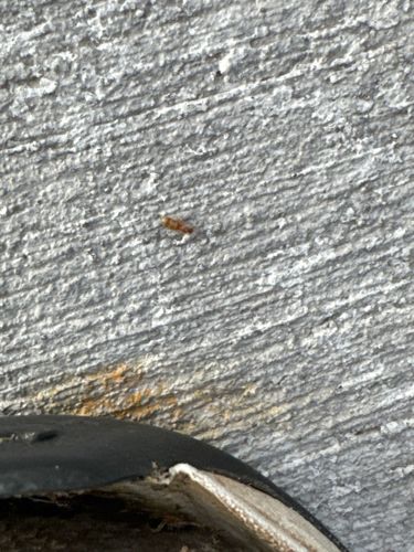 Flour Beetle (likely Confused Flour Beetle or Red Flour Beetle)