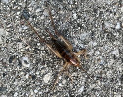 Camel Cricket / Cave Cricket / Spider Cricket