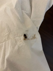 Beetle (likely species unknown from image)