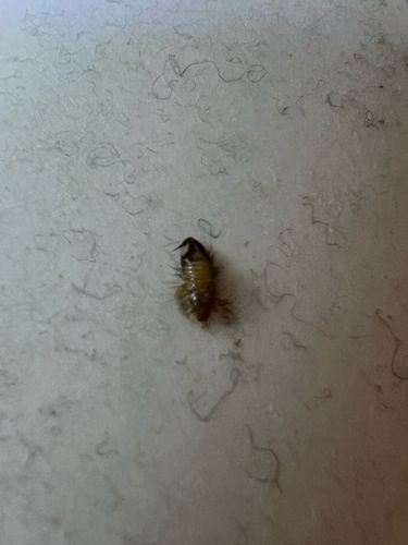 Carpet Beetle Larva