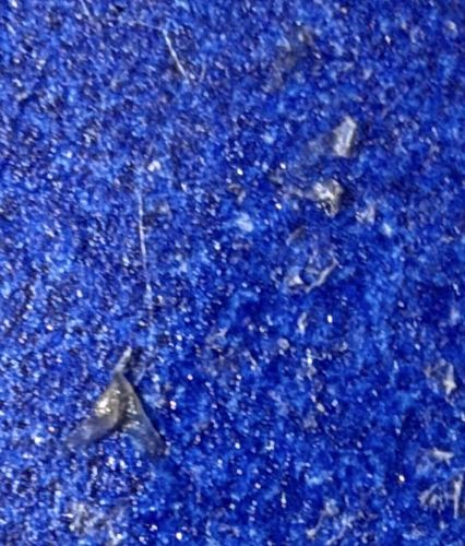 Inanimate Debris (Not an Insect)