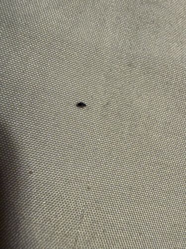 Black Carpet Beetle