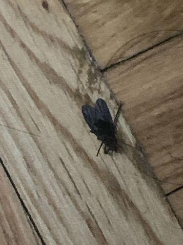 Moth Fly (or Drain Fly, Filter Fly, Sewage Fly)