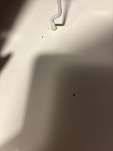 Fungus Gnat