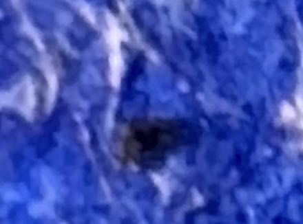 Carpet Beetle Larva (Specifically, often the Varied Carpet Beetle)