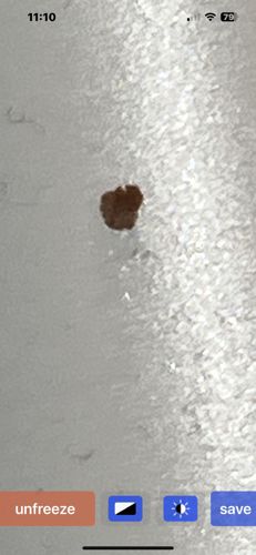 Carpet Beetle (appears to be a varied carpet beetle or a close relative)