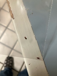 Carpet Beetle (likely Varied Carpet Beetle or Black Carpet Beetle)