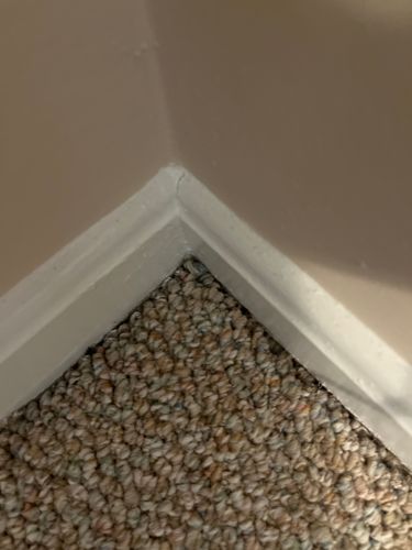 Carpet Beetle (likely Varied Carpet Beetle or Black Carpet Beetle)