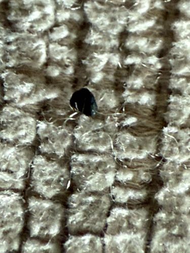 Black Carpet Beetle