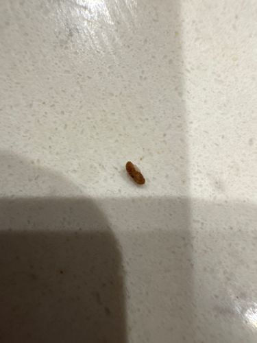 Drugstore beetle